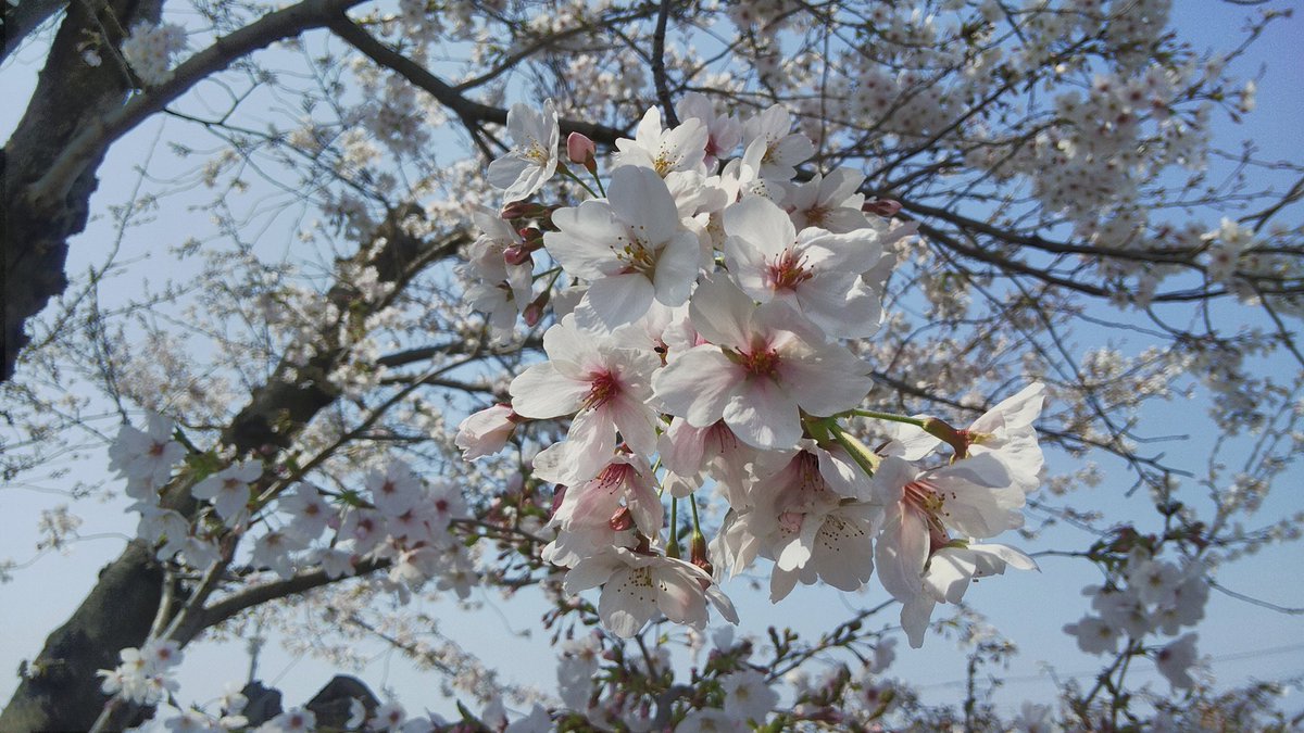 高速なレッドマウス@2026年4月なのです！春ですねぇ… tweet media