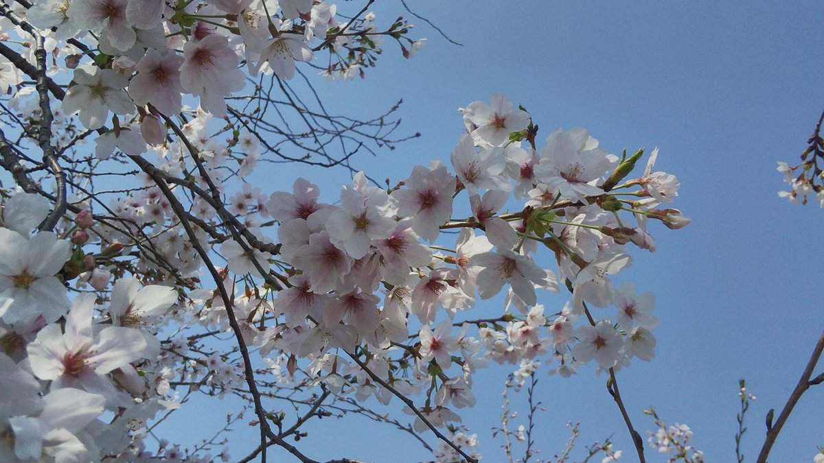 高速なレッドマウス@2026年4月なのです！春ですねぇ… tweet media