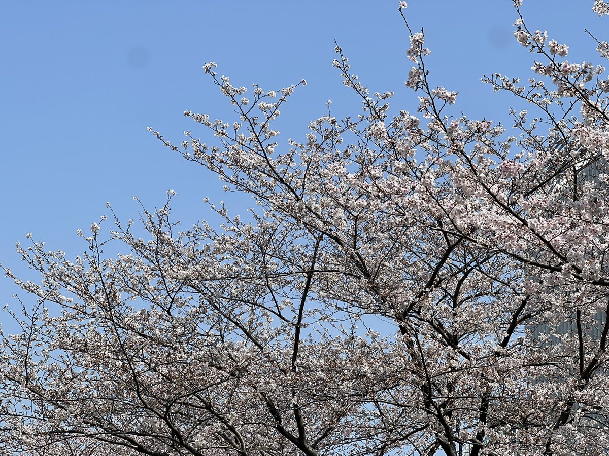 くるっぴー tweet media