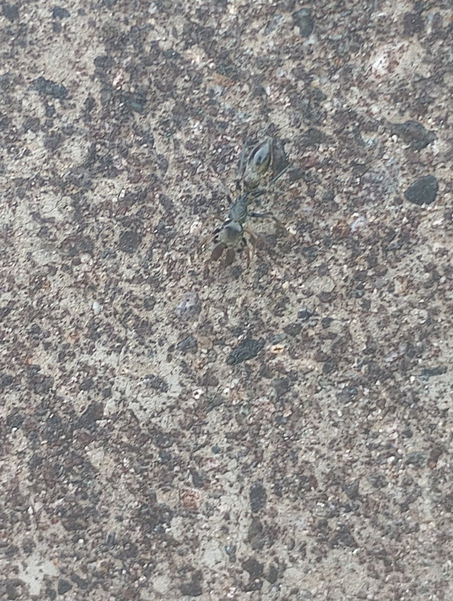 かなへび tweet media