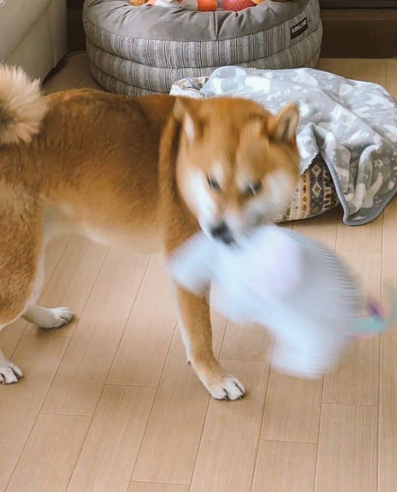 サンフィッシュくまの tweet media