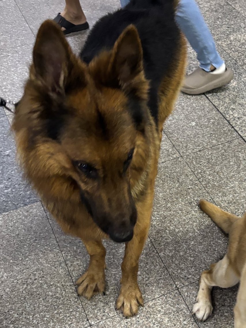 แก…แกทำให้พวกเรา K9 ขายขี้หน้า