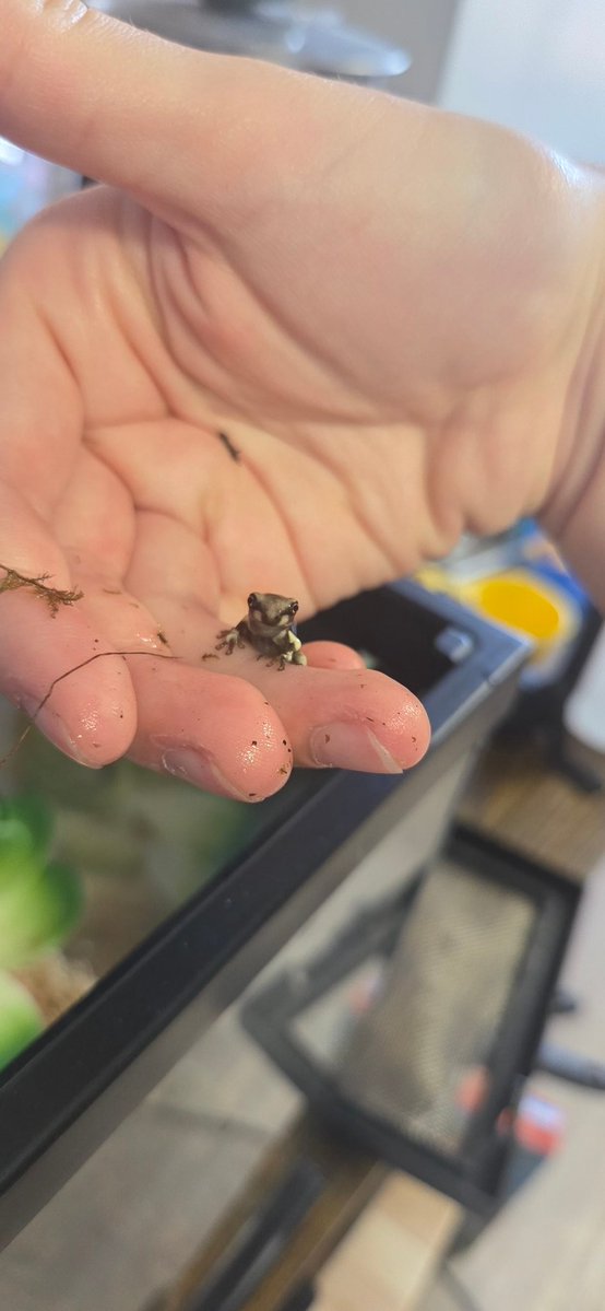 Rust 🐸🏳️‍⚧️ tweet media