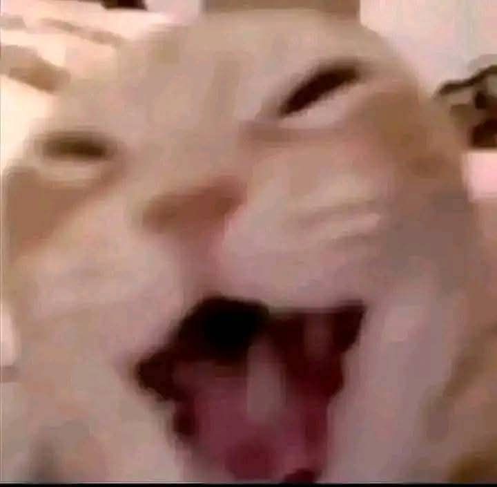 Sopaa !! tweet media