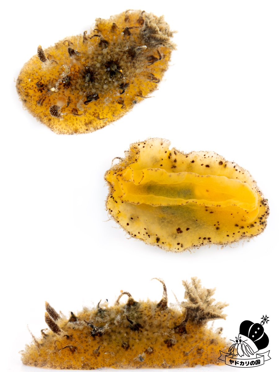 でんか tweet media