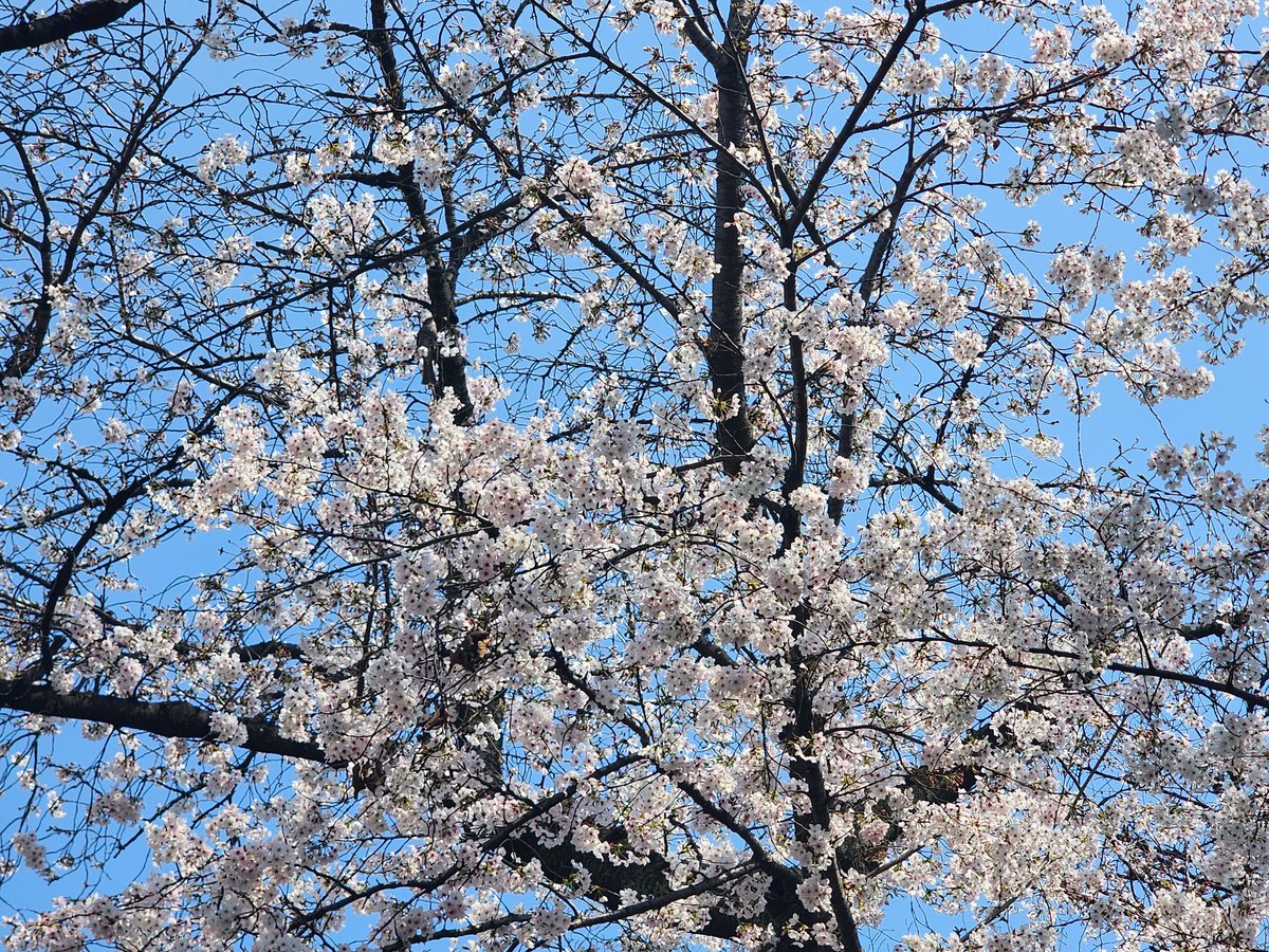 Glanpa's tweet photo. 東京の桜

どこにでもあるソメイヨシノが特別綺麗に見えるということは単純に今ここにいることで心が満ちておるのだろう https://t.co/9Ozp9hNr7o