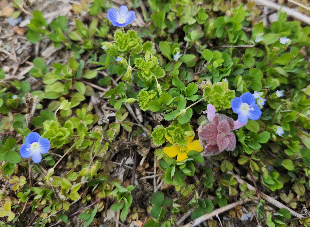 ・陽のさくらさくらさくらをうつむけば、碧、黄、紫、ちいさき花花
#短歌日記