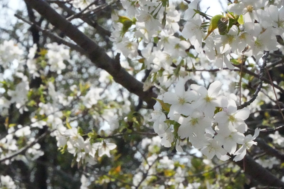 🍁 MomijiCory 🍁 tweet media