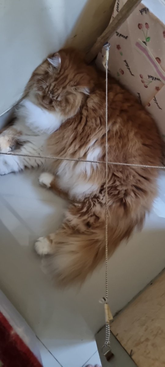 Yujin Momo Thyme Mint tweet media