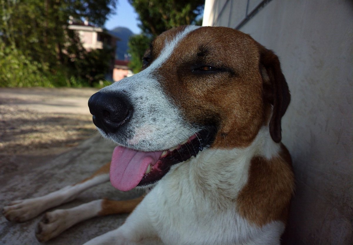 blo11bc's tweet photo. #dog https://t.co/oEA8tL4YxN