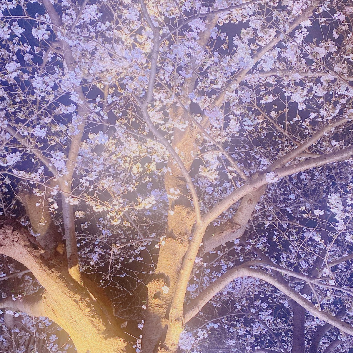 ぴんく@水🎶水🎶 #ラブキン2🚏👖🟰💐 tweet media