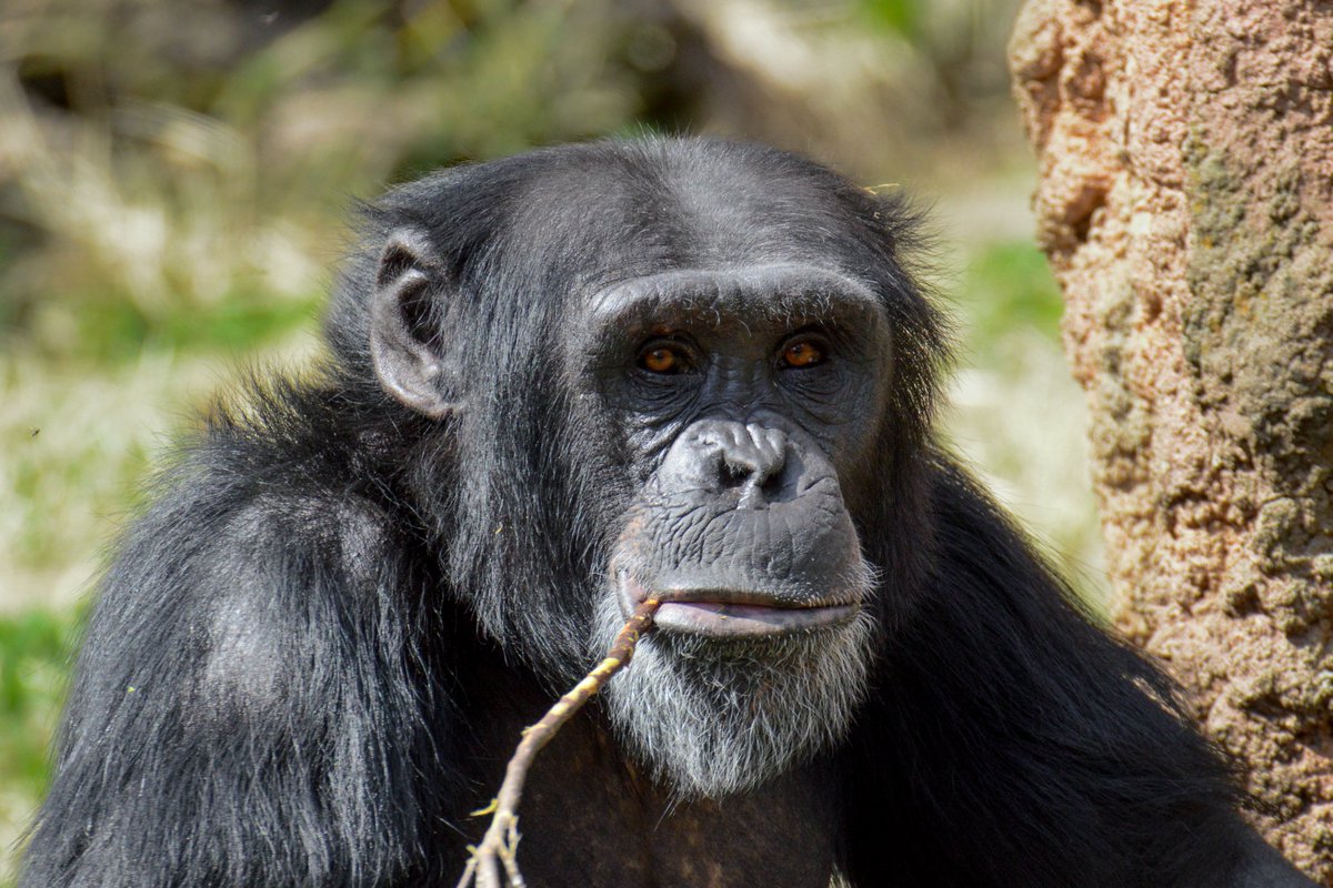 ape head fred tweet media