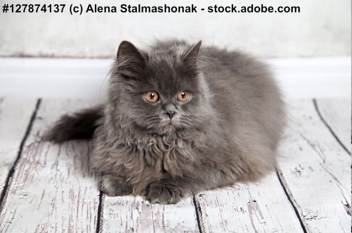 Lady in the Limbo tweet media