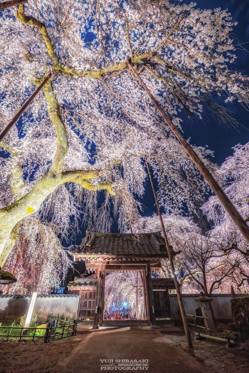 Yuji Shibasaki＠Photo tweet media