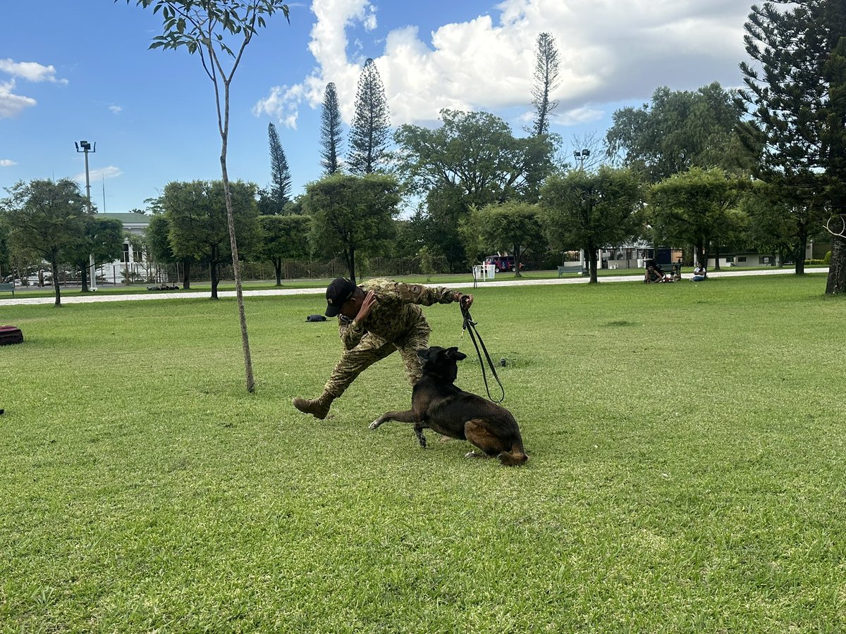 museomilitaresa's tweet image. 🐾 Destrezas caninas activadas 🐕‍🦺💪
Disciplina, agilidad y trabajo en equipo en cada demostración.

📍 Visítanos en el Museo Militar

#DestrezasCaninas #MuseoMilitar #FuerzaArmada #ElSalvador