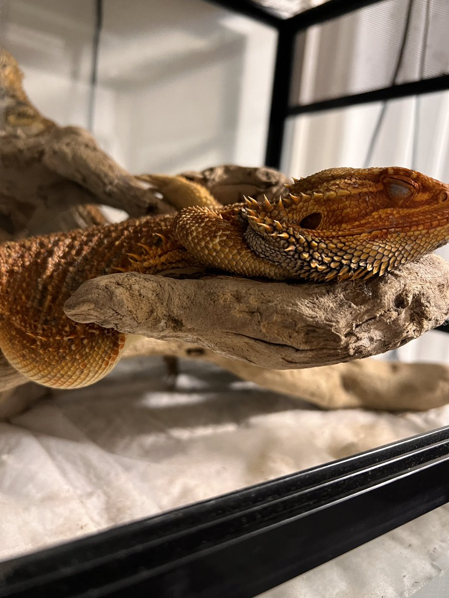 れぷいずむ tweet media