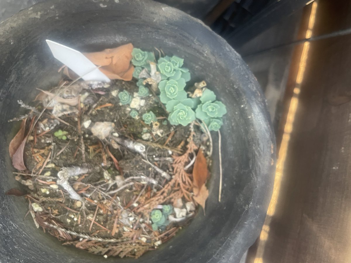 枯葉のあいだの新芽。