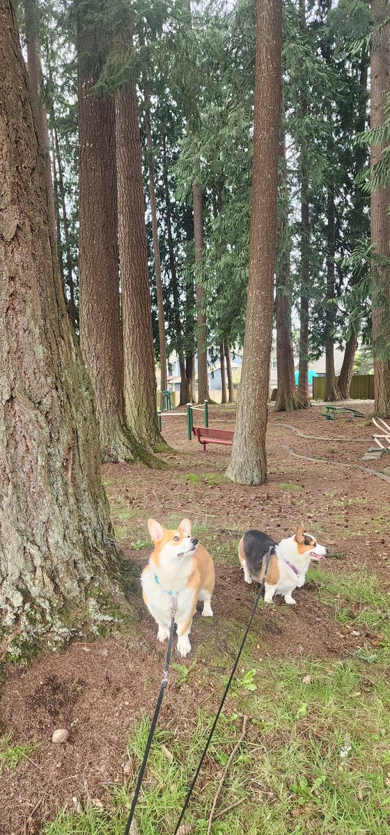 Pebbles DaCorgi & Teddy tweet media