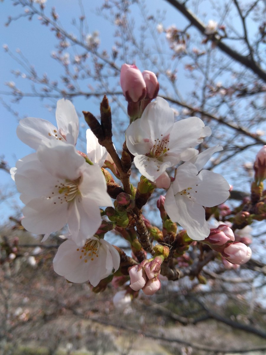 magnolia87(^^♪🌼✨🌼 tweet media