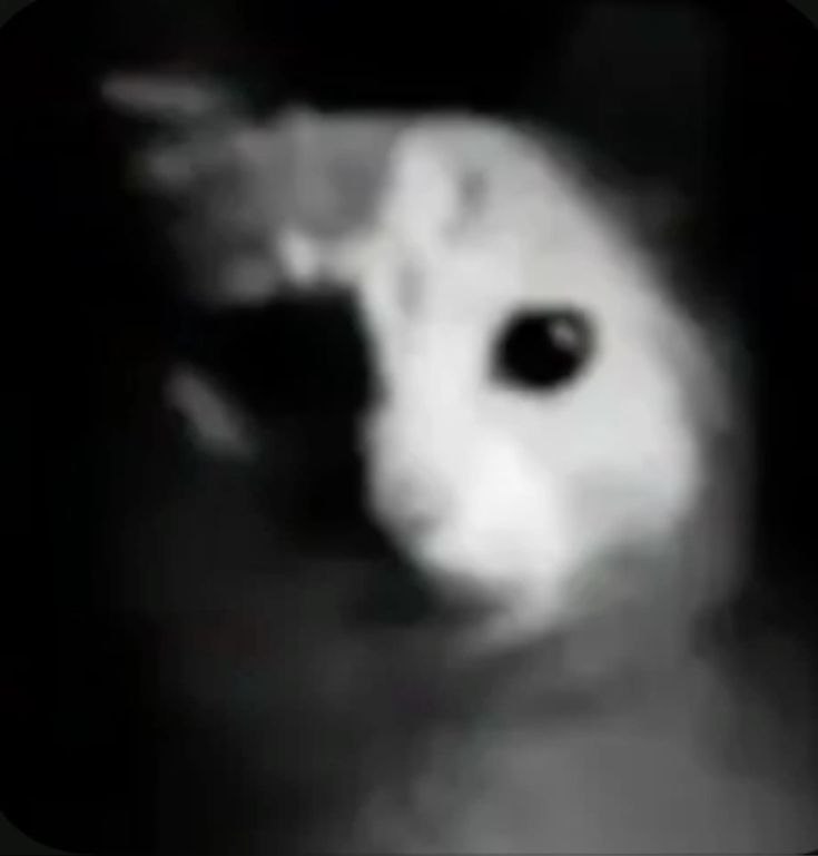 vivi ☾ tweet media