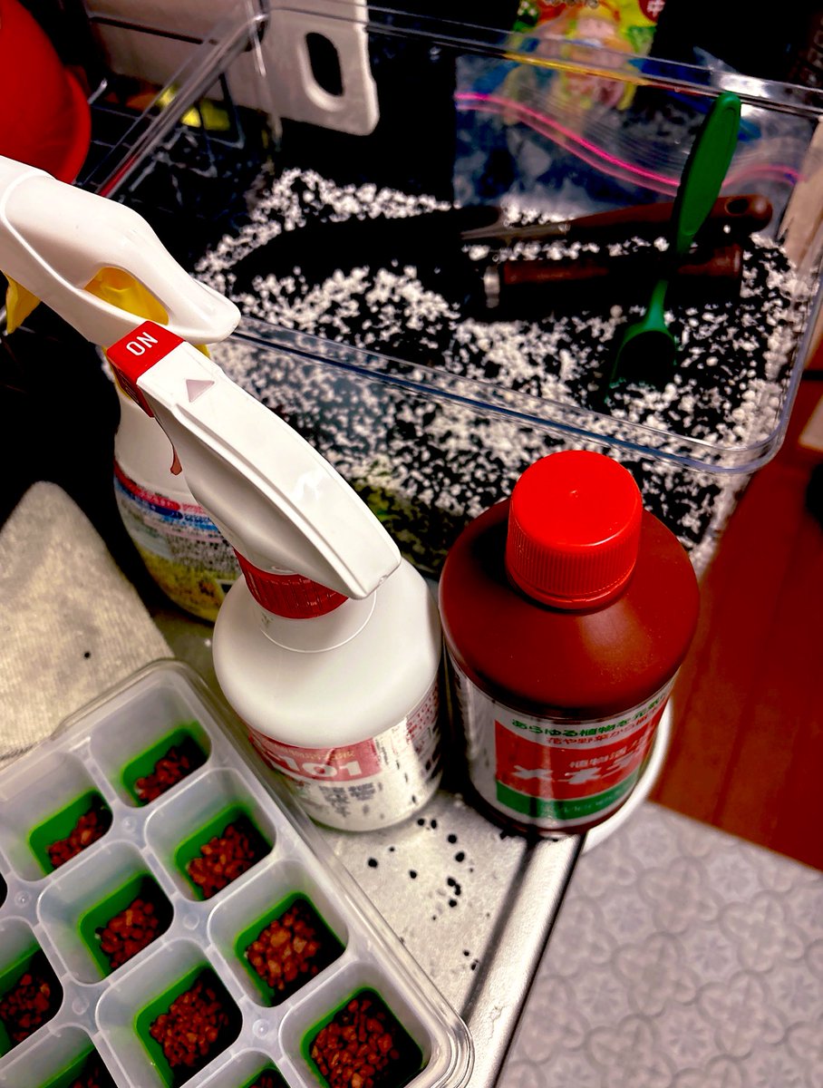 𝐊𝐨𝐦𝐮𝐫𝐚𝐬𝐚𝐤𝐢 𝐨𝐫 𝐒𝐡𝐚𝐦𝐮𝐍𝐞𝐤𝐨 tweet media