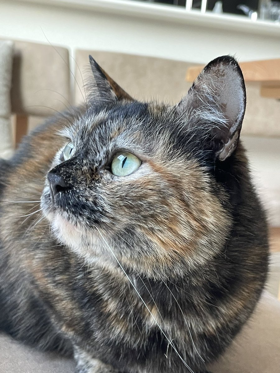 鯖の味噌煮。 tweet media