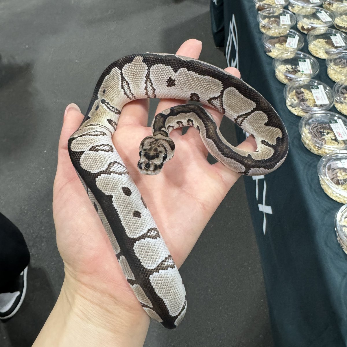 DREXX_戸田あいか tweet media