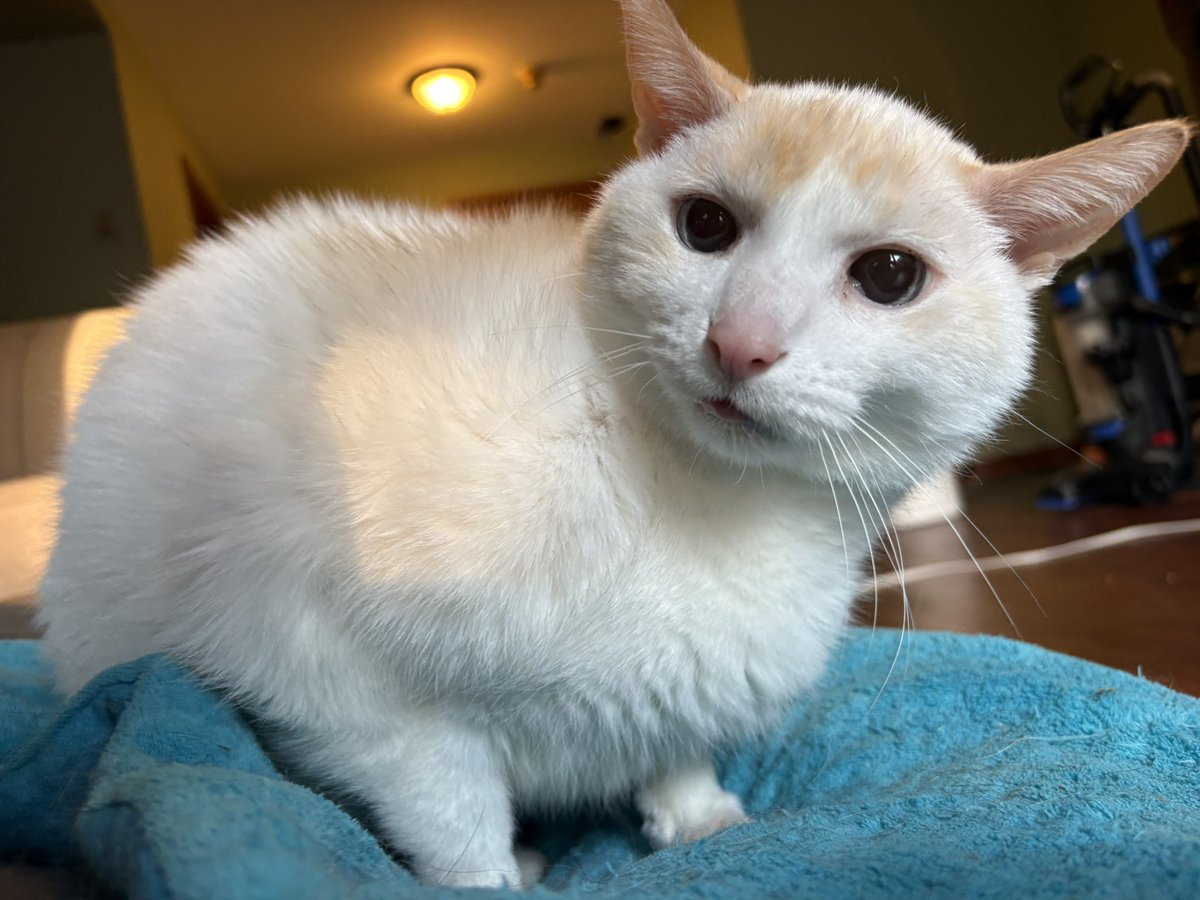 Ganymede tweet media