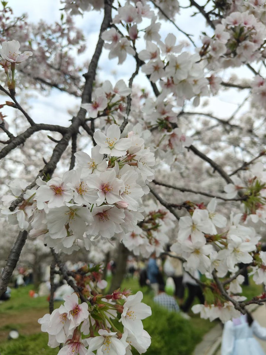 惹尘埃 tweet media