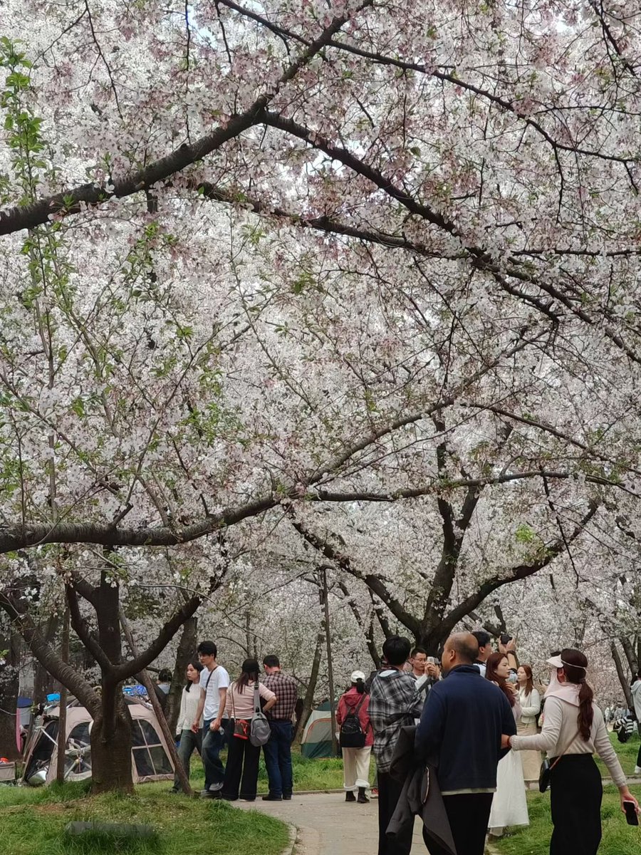 惹尘埃 tweet media