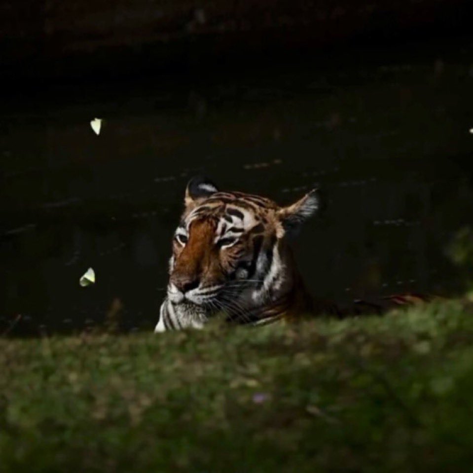 Bullposter 📊 tweet media