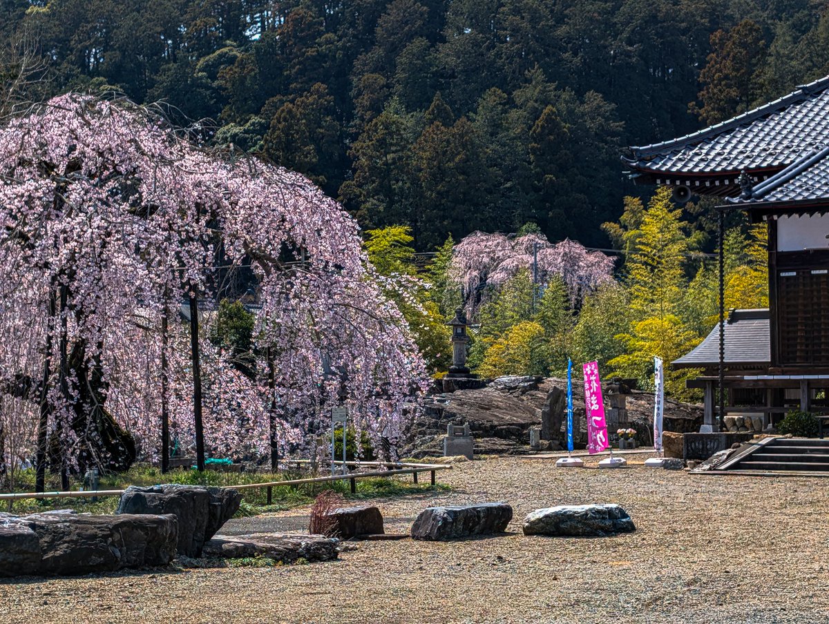 あっさらしい～！ tweet media