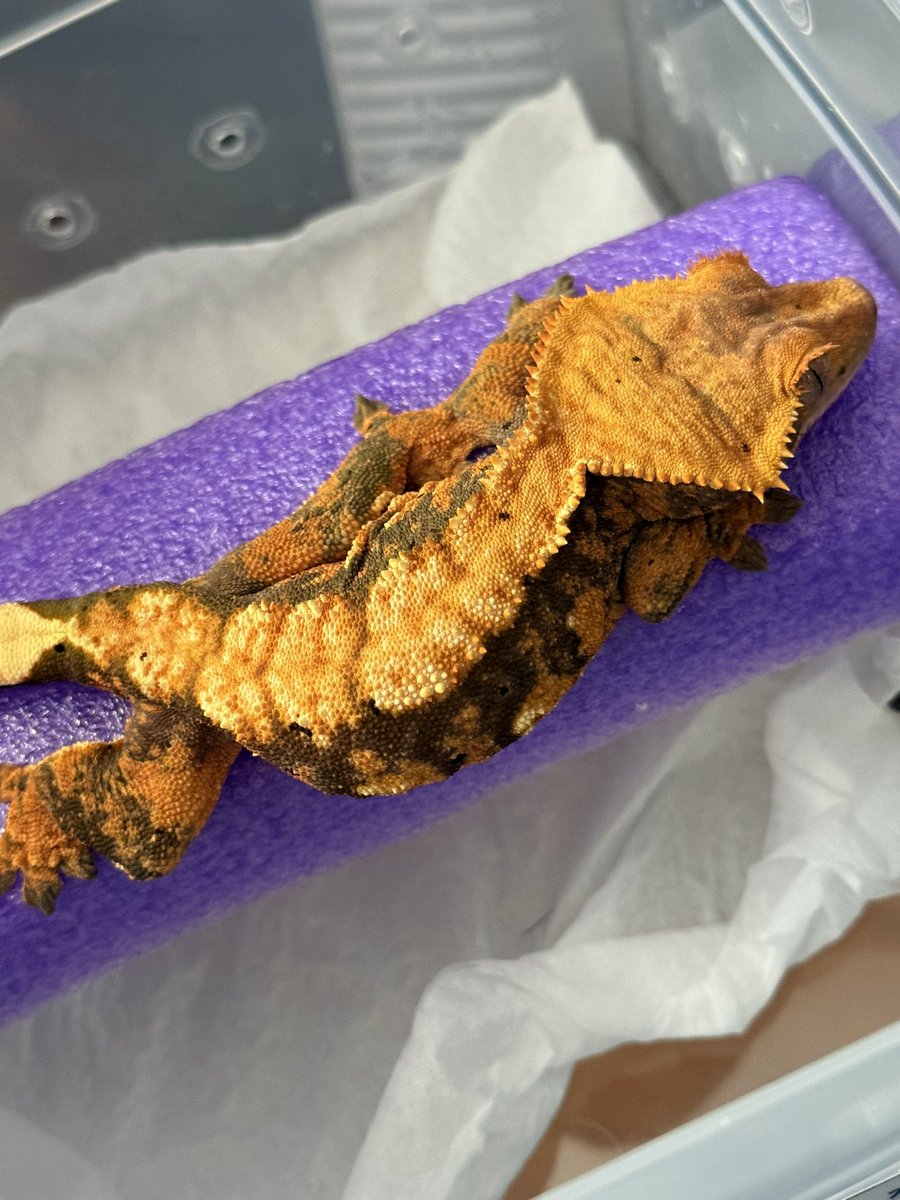 REPまる tweet media