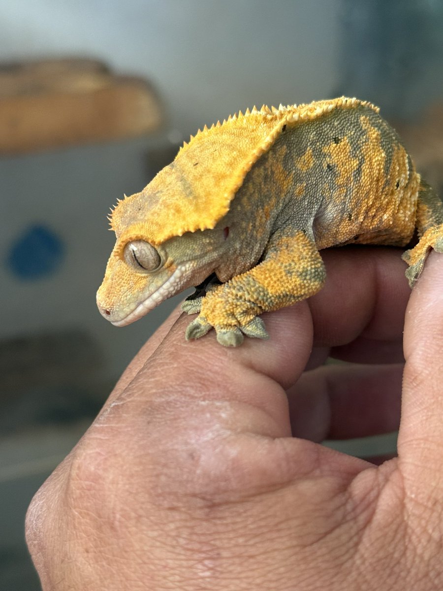 REPまる tweet media