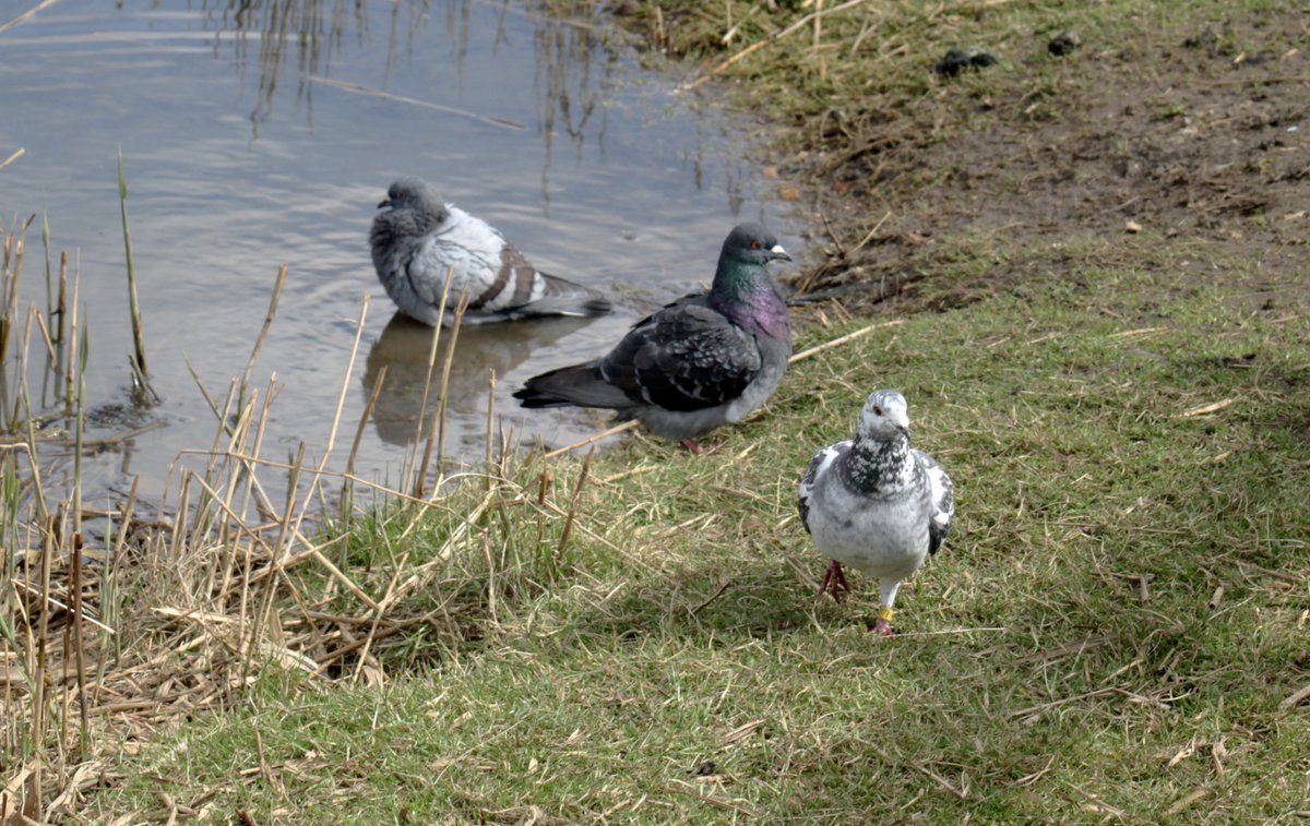 a_london_pigeon's tweet image. 📷  Morvien Lloyd @MorvienR  #Surrey 
Three pigeons .. one nearest the camera we have seen b4 consorting with the motley crew .. it has two leg bands and is/was a racing pigeon. Maybe lives locally and visits the park, or maybe has 'gone feral' with the raggletaggle gypsies-oh