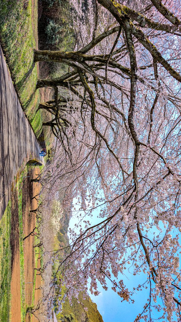 あっさらしい～！ tweet media