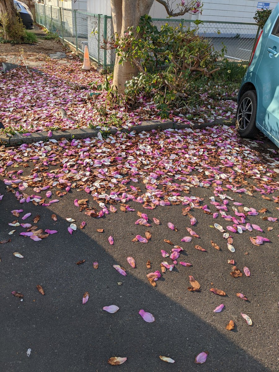 駐車場に生えてる木がこの時期花が満開になってすぐに散っちゃうんだけど、今年は夜勤中に満開になってたみたいで気がついたら散ってた😭

なんていう木かは知らない