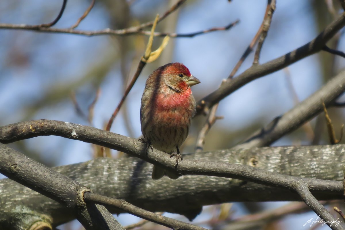 JB's Native Garden🦋 tweet media