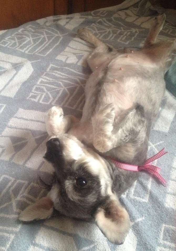 鼠野未來 tweet media