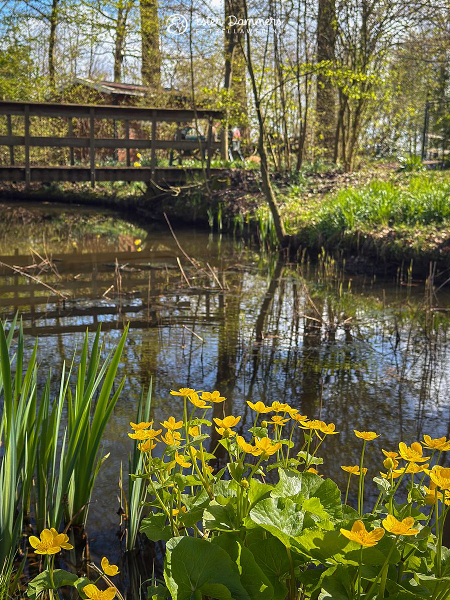 Ester Dammers tweet media