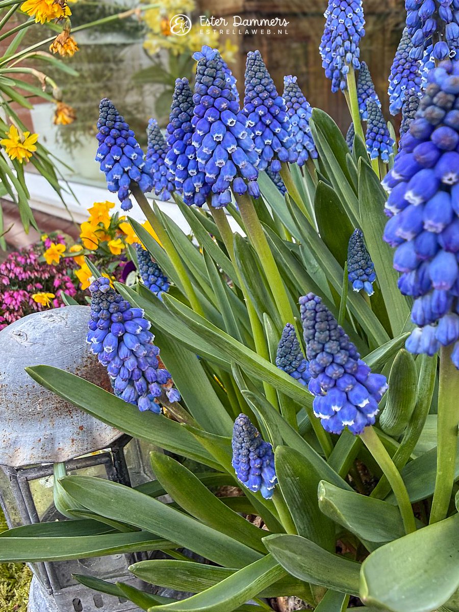 Ester Dammers tweet media