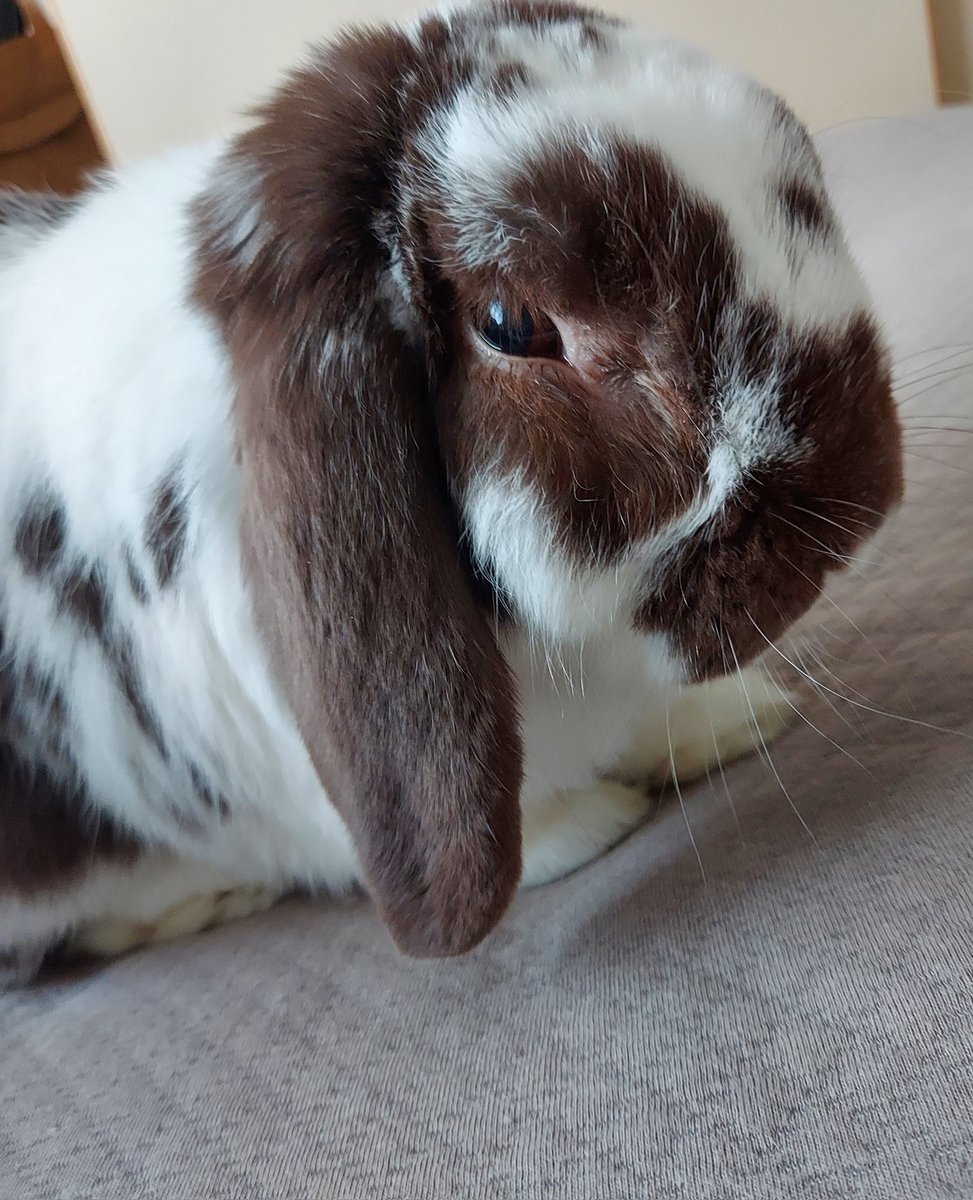 ゆきや#ちょこ🐰#モンスト tweet media