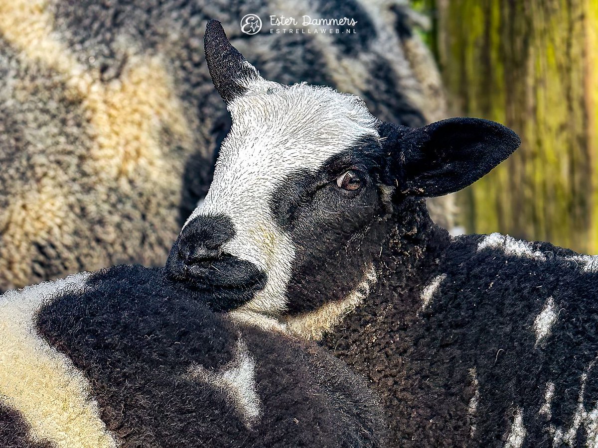 Ester Dammers tweet media