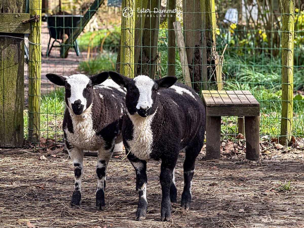 Ester Dammers tweet media