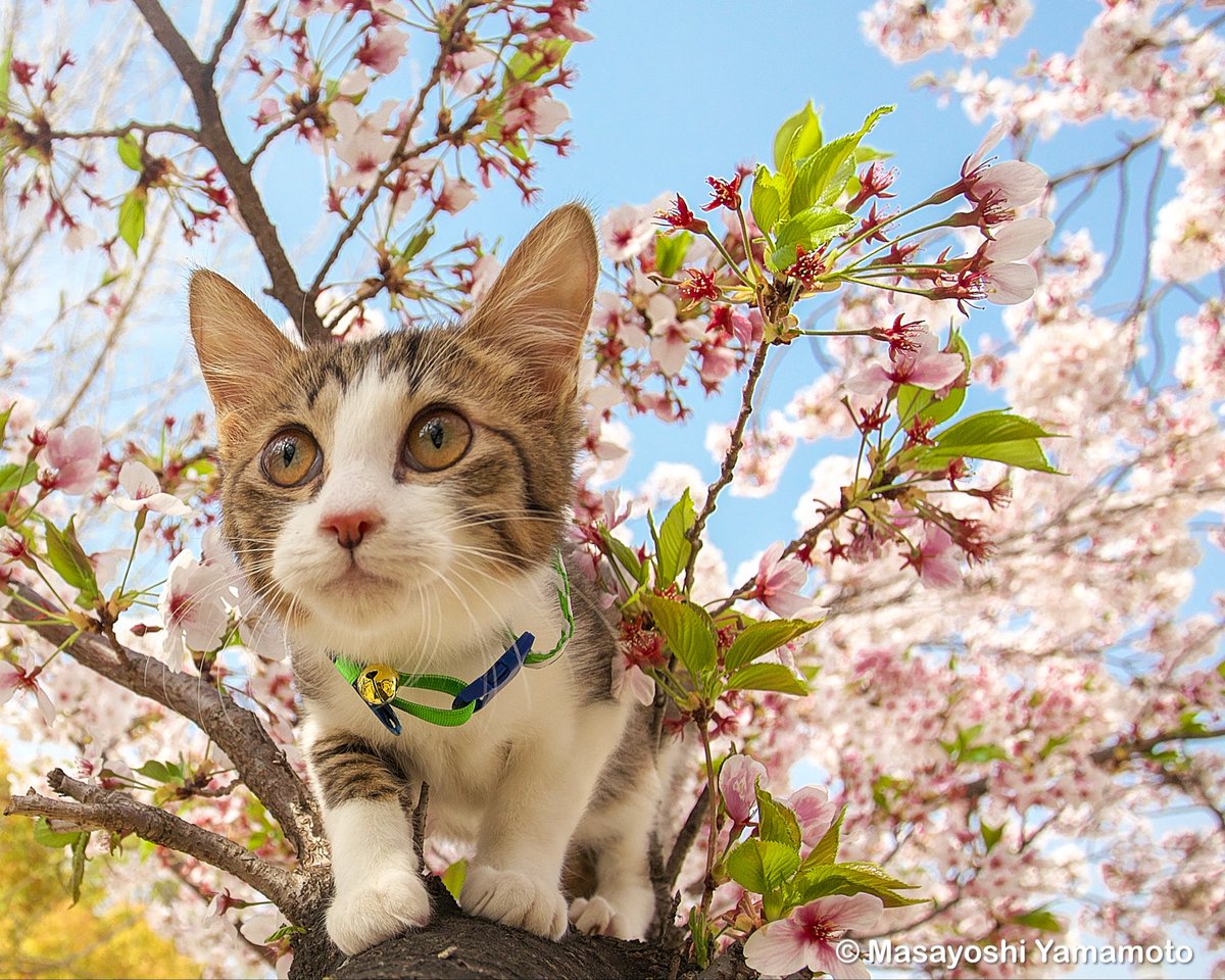 ︎山本 正義 (Masayoshi Yamamoto)立ち猫®︎ tweet media