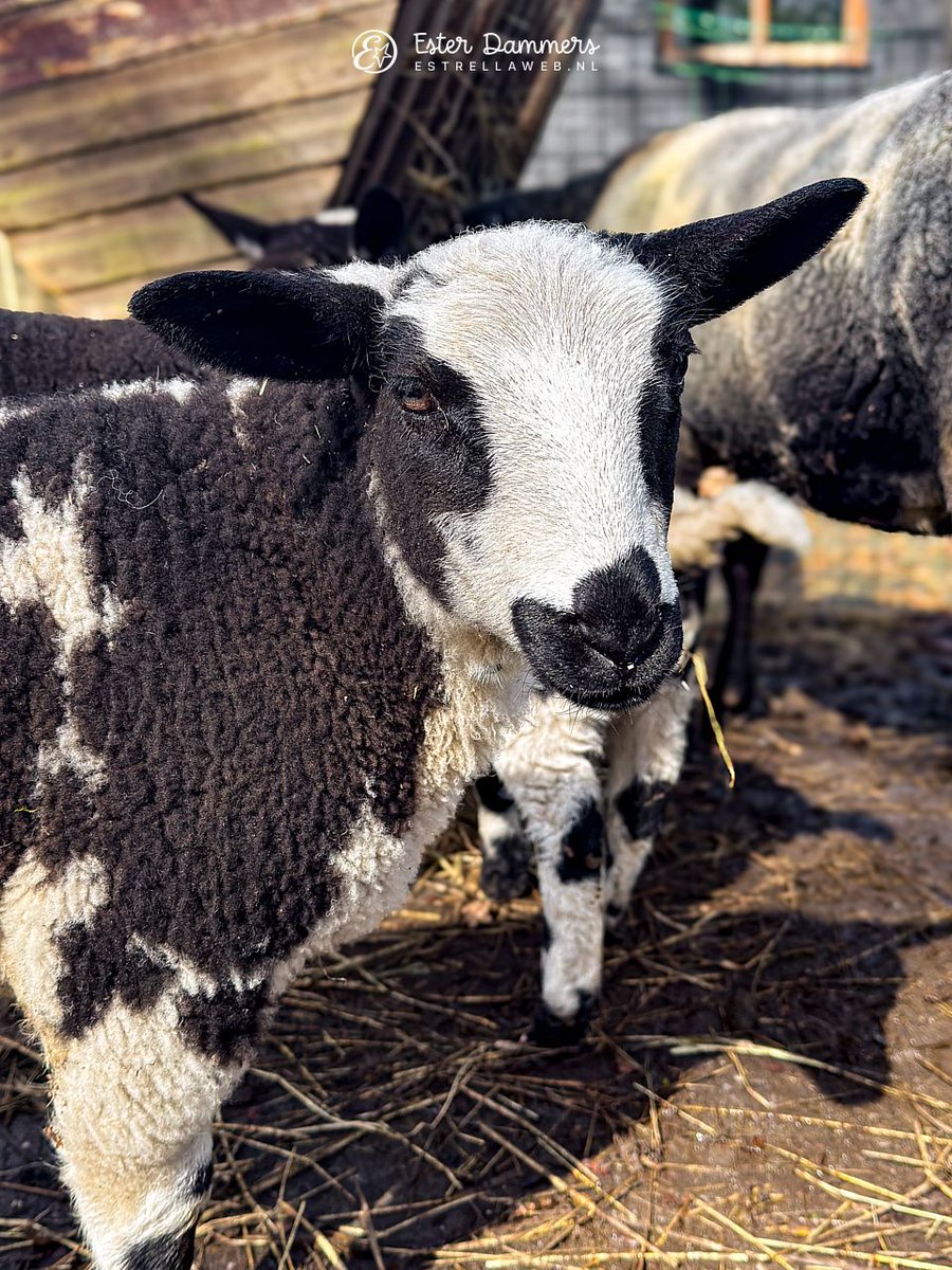 Ester Dammers tweet media