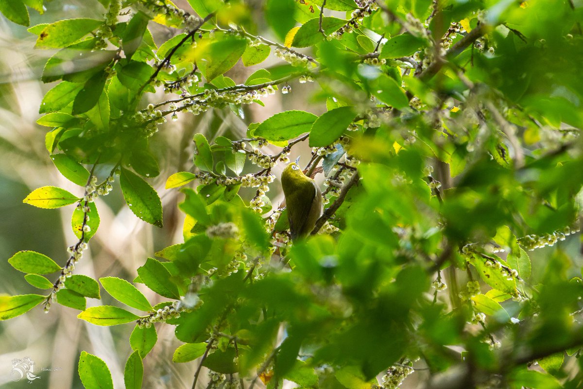 はーまい𖤣𖥧𖥣。𖥧 tweet media