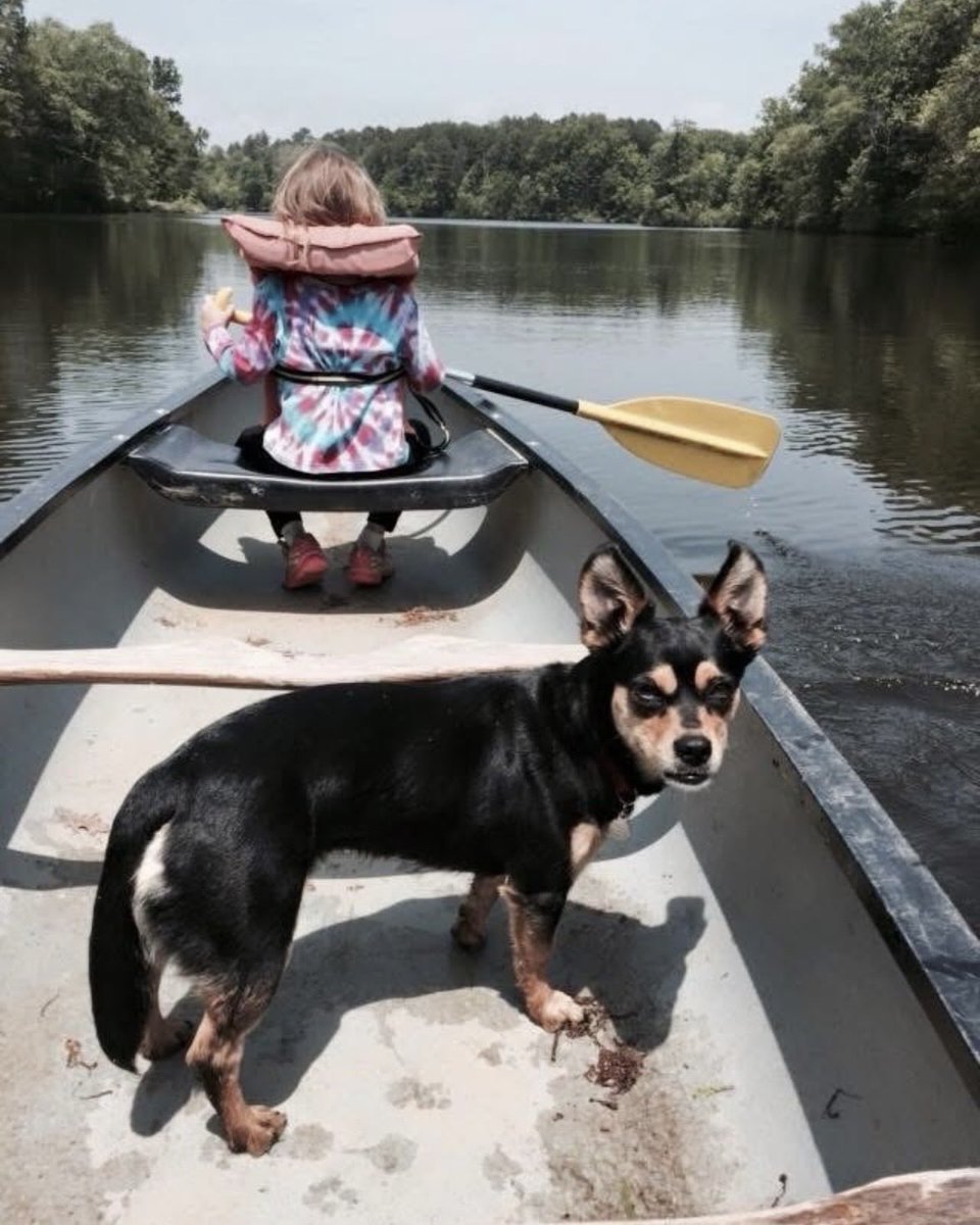 campmanitowa's tweet photo. Daisy Grabel 🐾 2014–2026

Daisy made Camp Manitowa feel like home and every camper feel loved.

All camp dogs are happy dogs… and the best ones never really leave us.

We will miss you forever ❤️ https://t.co/uaSIMZ69Bw