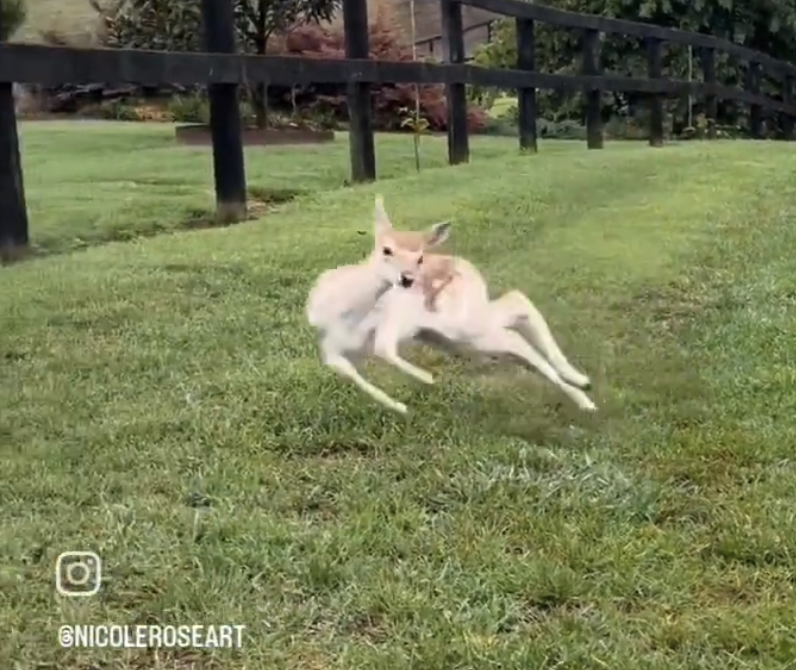 Synodicles tweet media