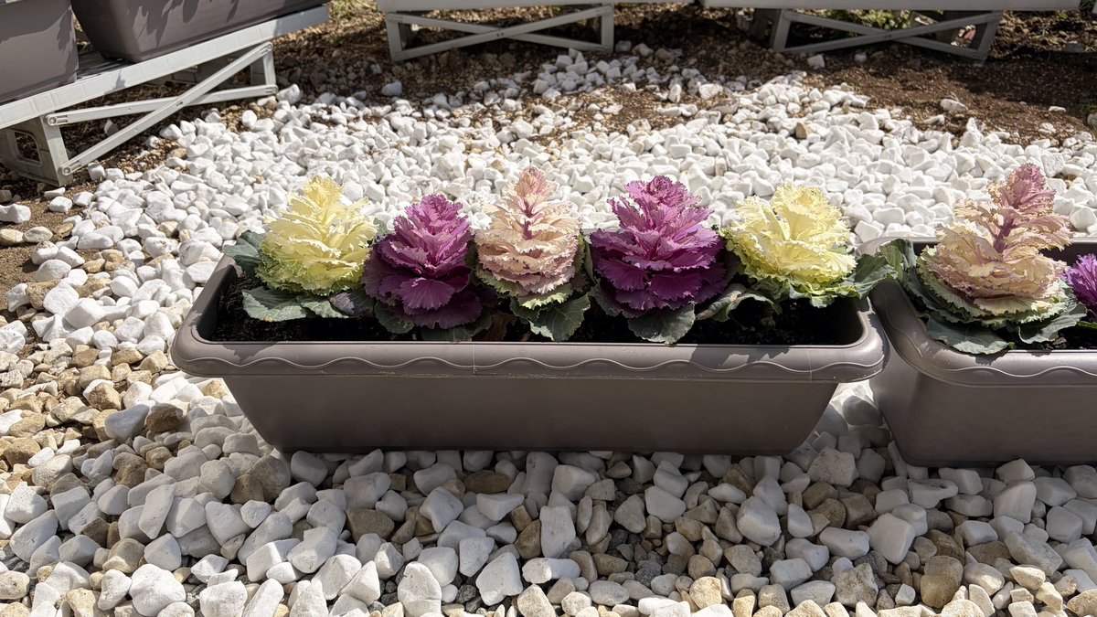 イズミヤショッピングセンター☀️【公式】 tweet media